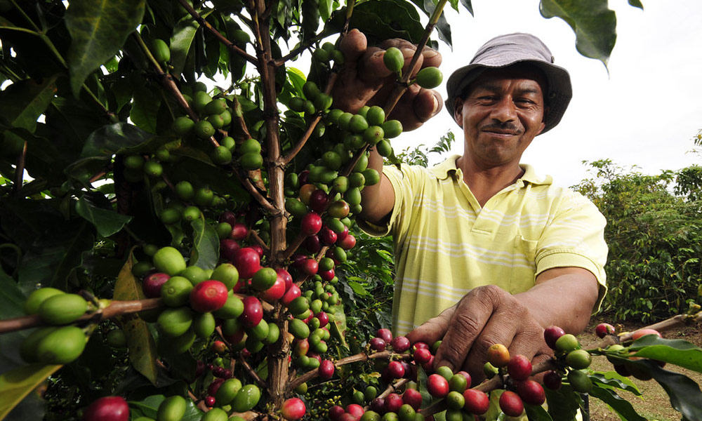 Agricoltore locale che raccoglie i frutti di caffè Agricoltore locale che raccoglie i frutti di caffè