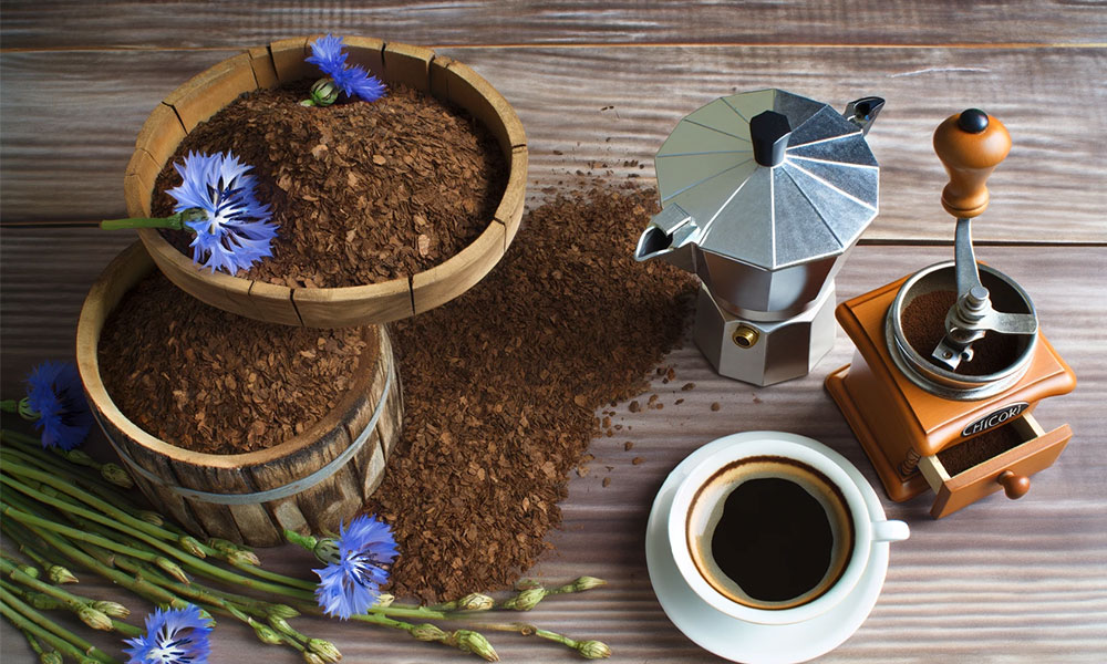 Lavorazione del Caffè di Cicoria